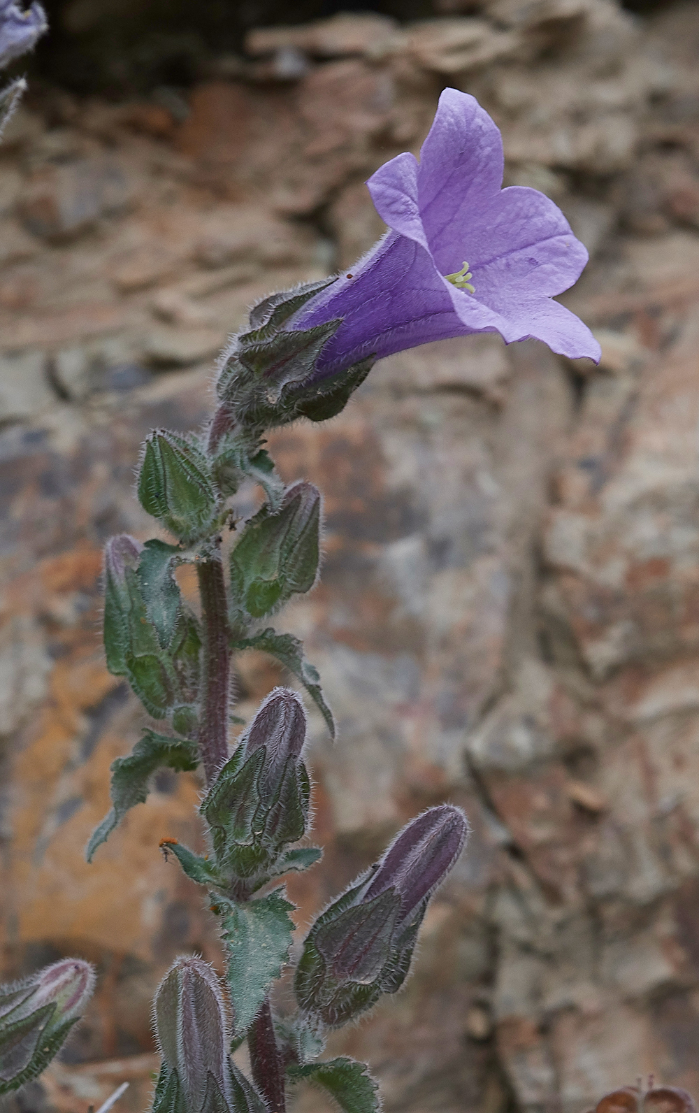 MtANettle-leavedBellflower0418-1