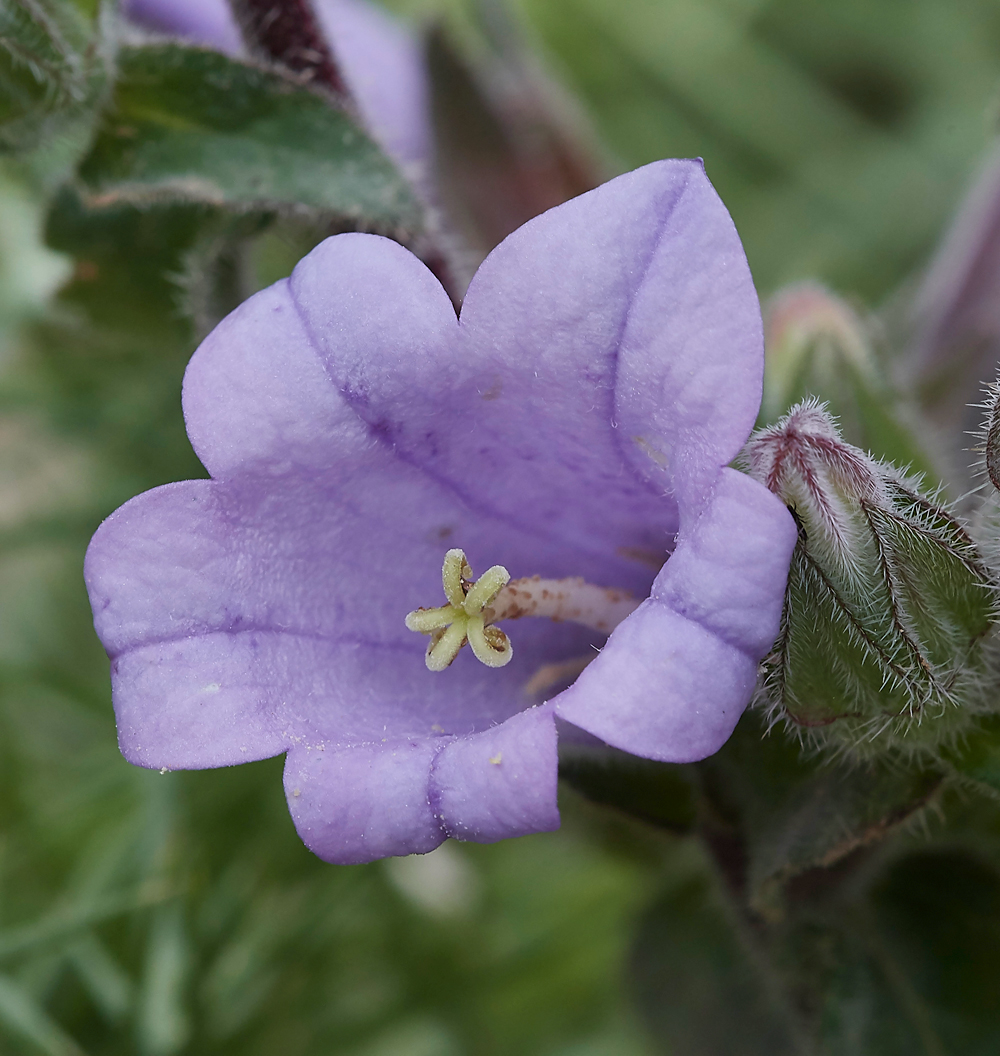 MtANettle-leavedBellflower0418-2