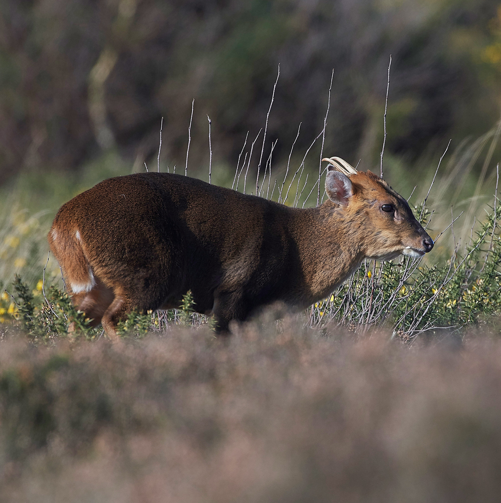 Muntjac150218-1