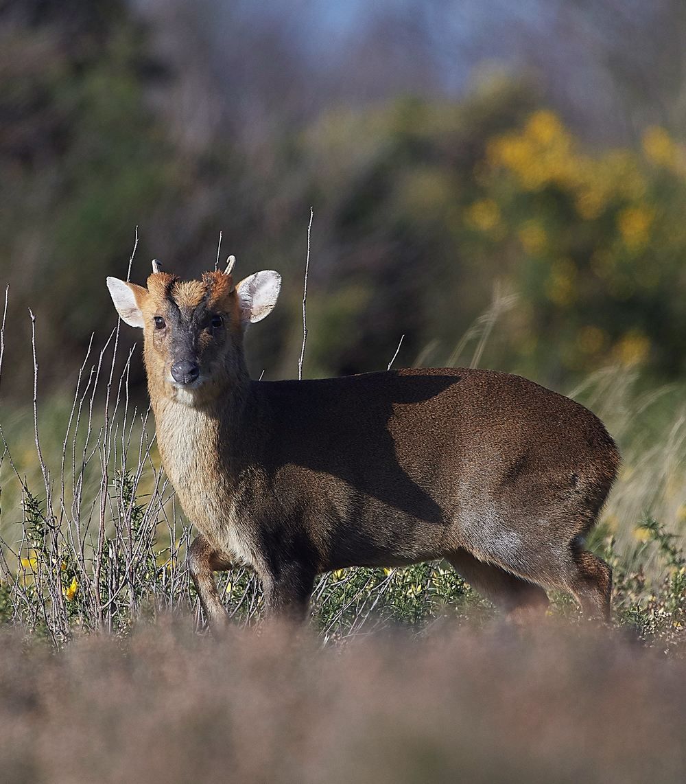 Muntjac150218-3