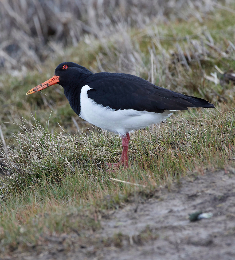 Oystercatcher290318-1