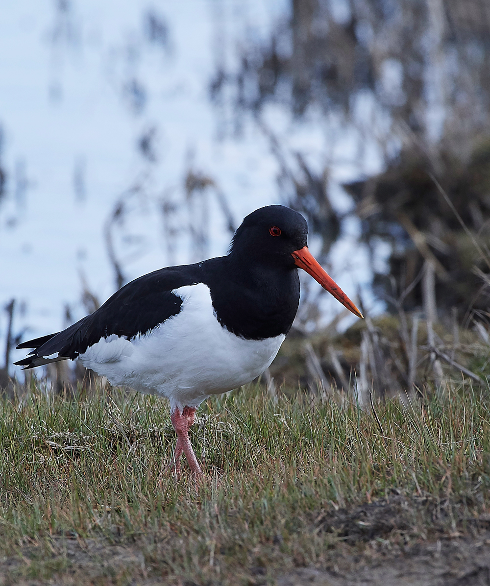 Oystercatcher290318-2