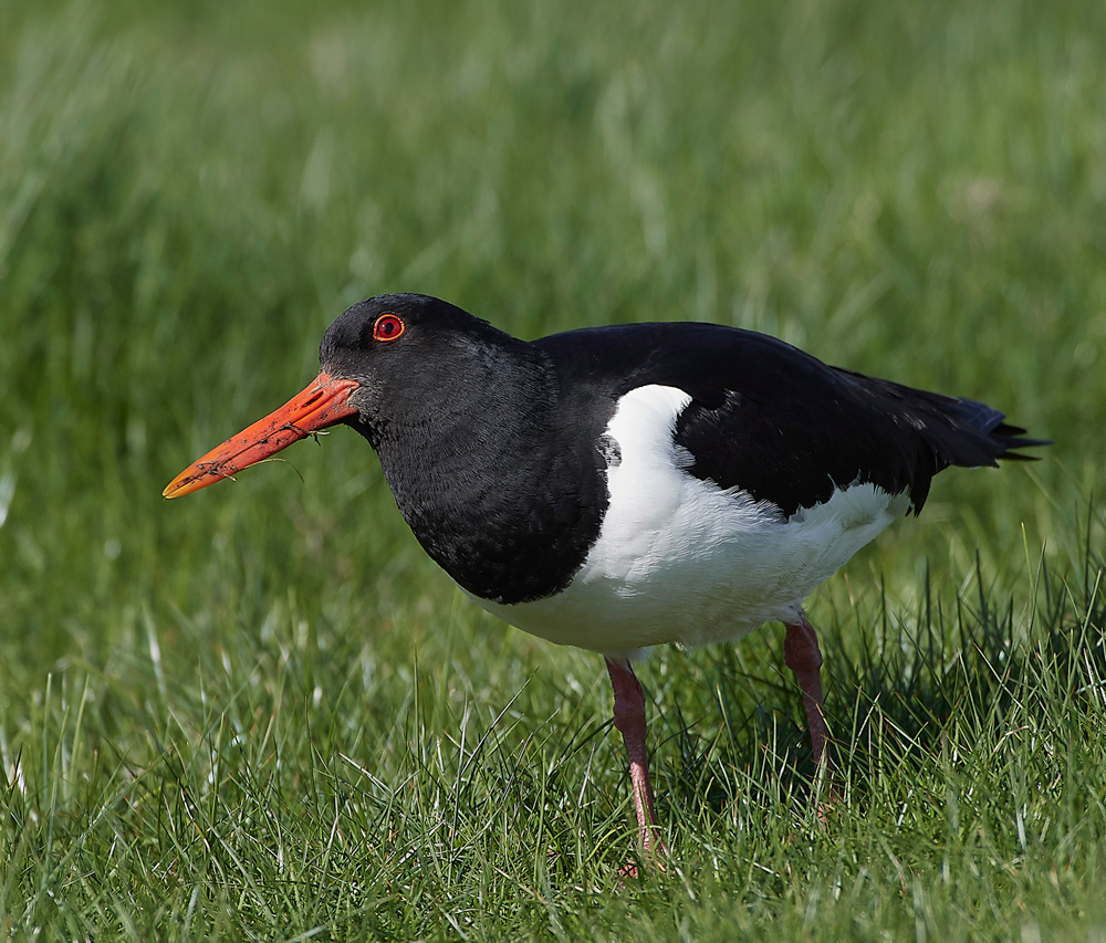 OystercatcherCLey250418-1