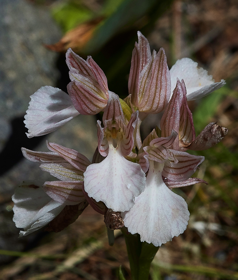 PIAnacamptispapilionacea0418-1