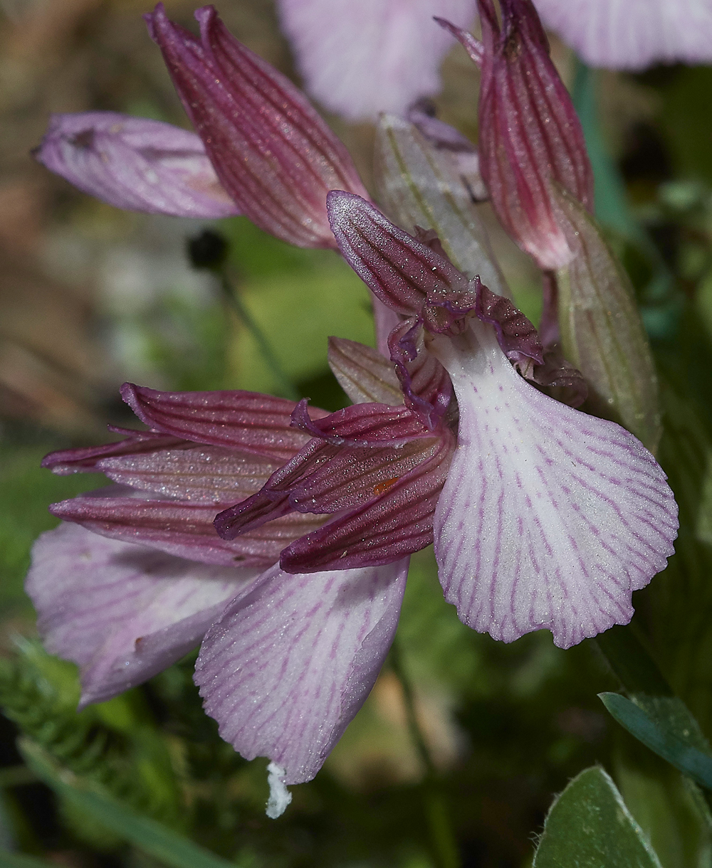 PIAnacamptispapilionacea0418-2