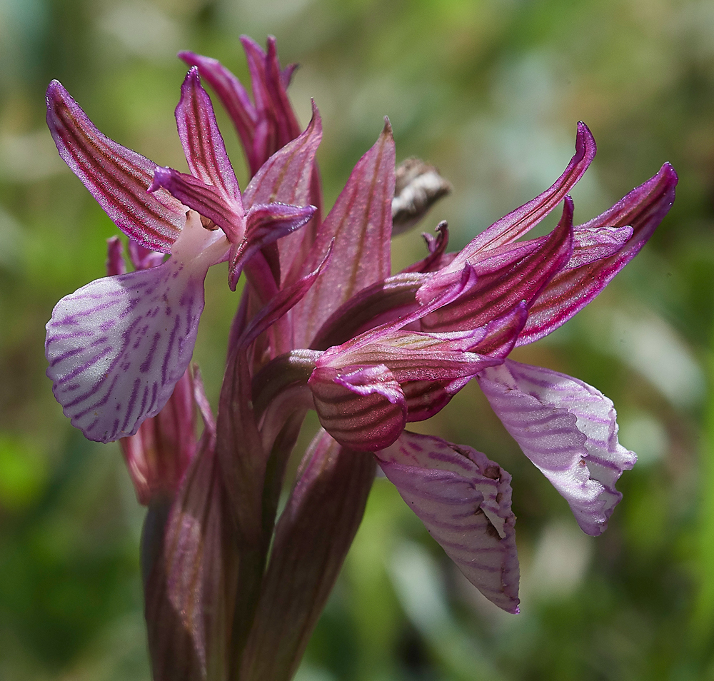 PIAnacamptispapilionacea0418-4