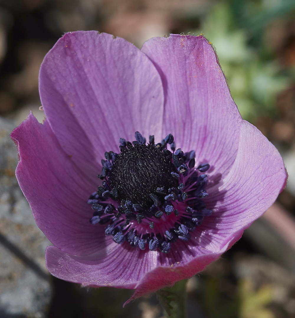 PIAnemone0418-1