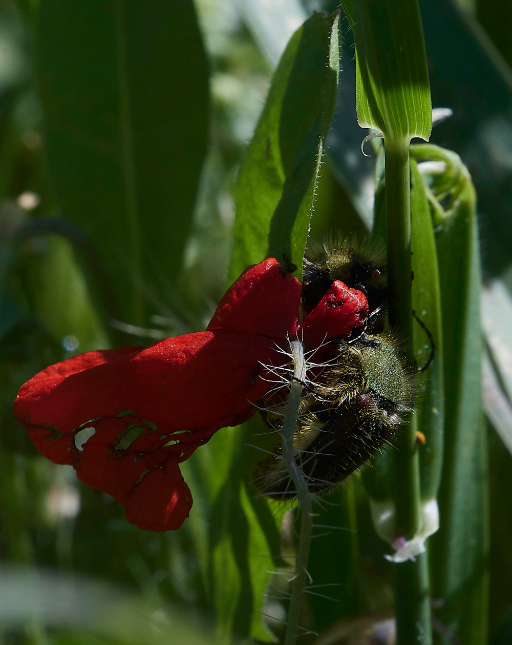 PIBeetlePoppy0418-1