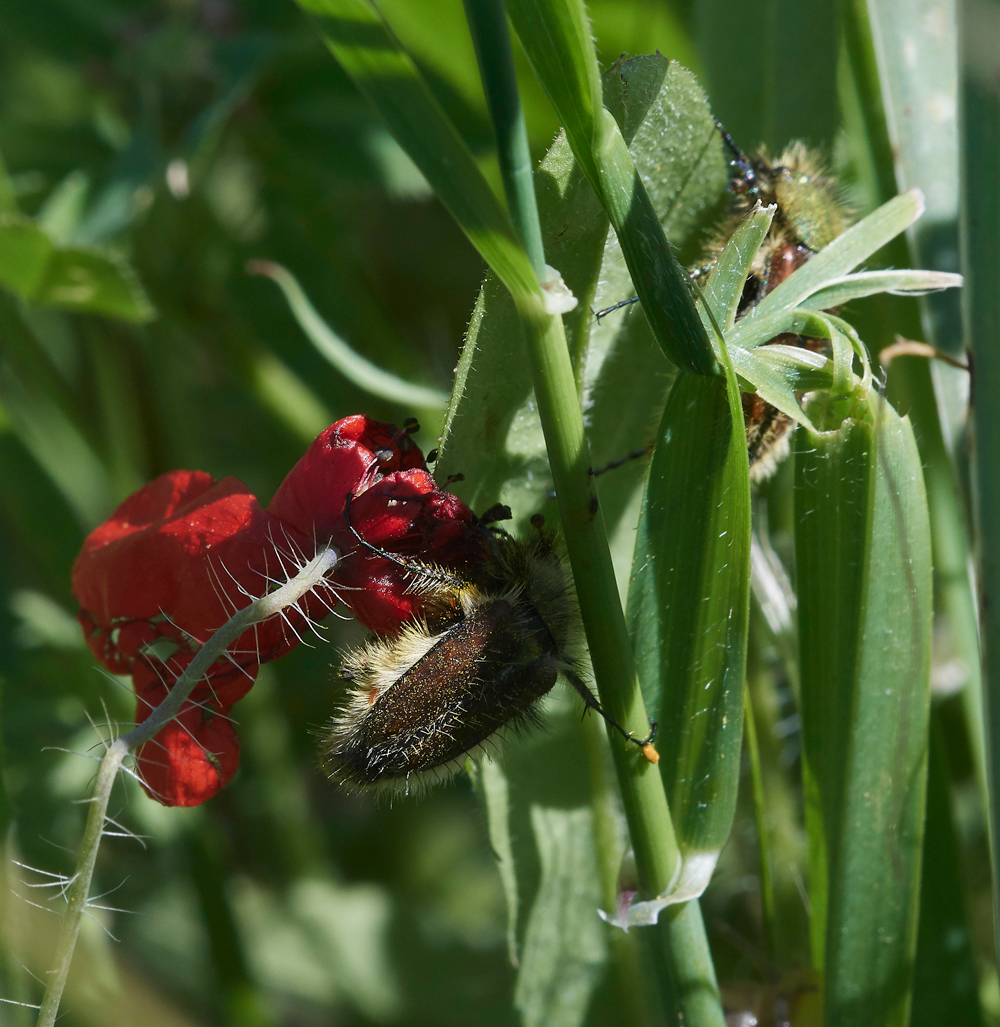 PIBeetlePoppy0418-2