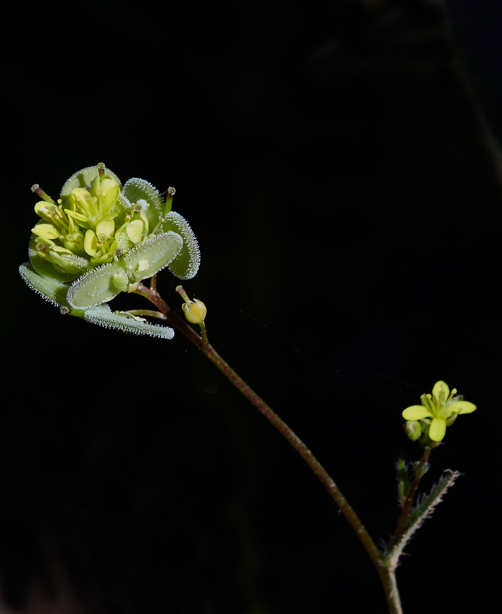 PIBiscutelladidyma0418-2