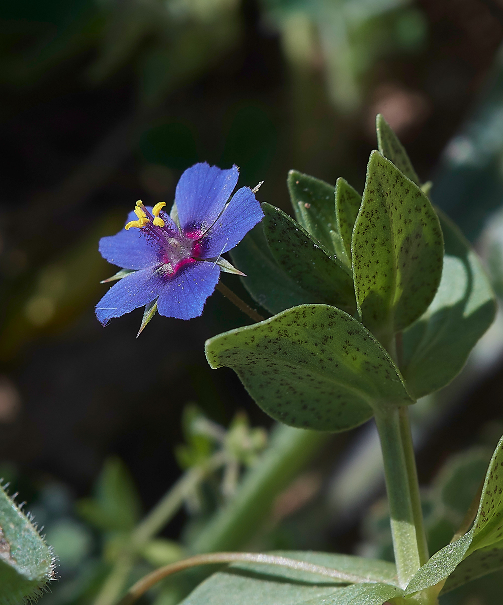 PIBlueGromwell0418-2