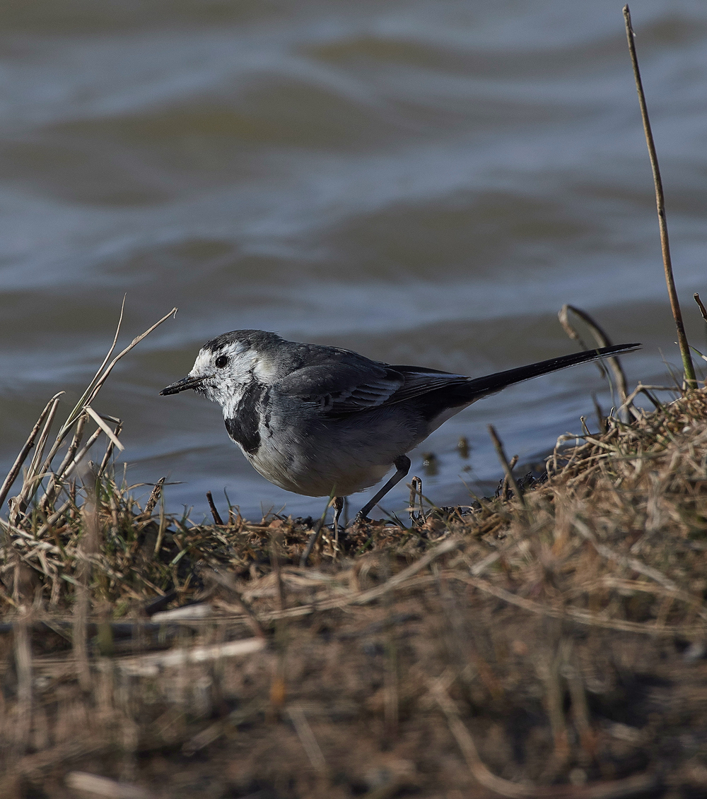 PiedWagtail210318-1