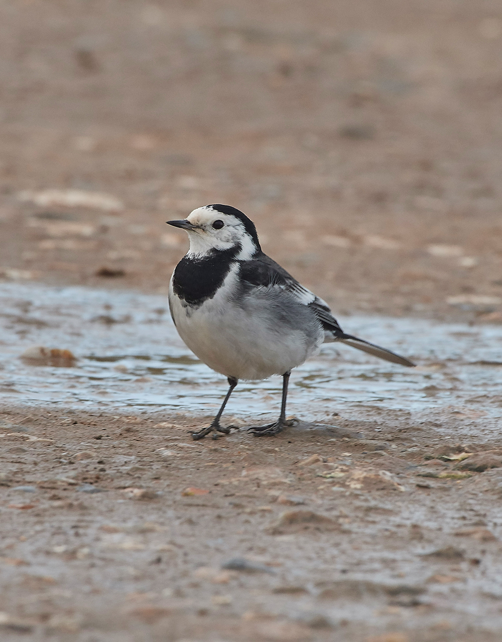 PiedWagtail260118-1