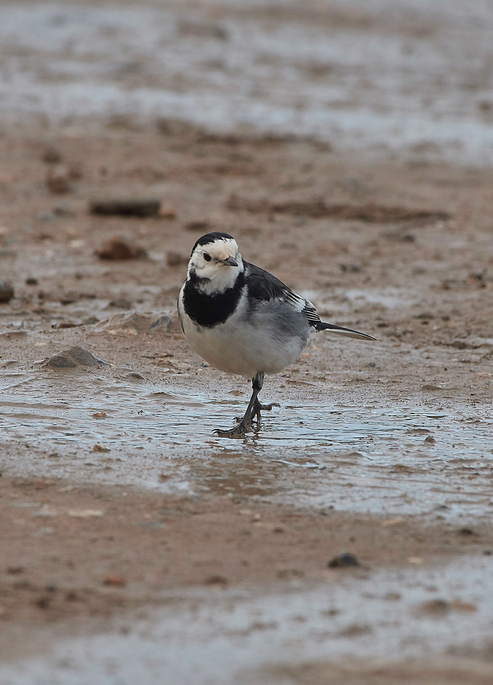 PiedWagtail260118-2