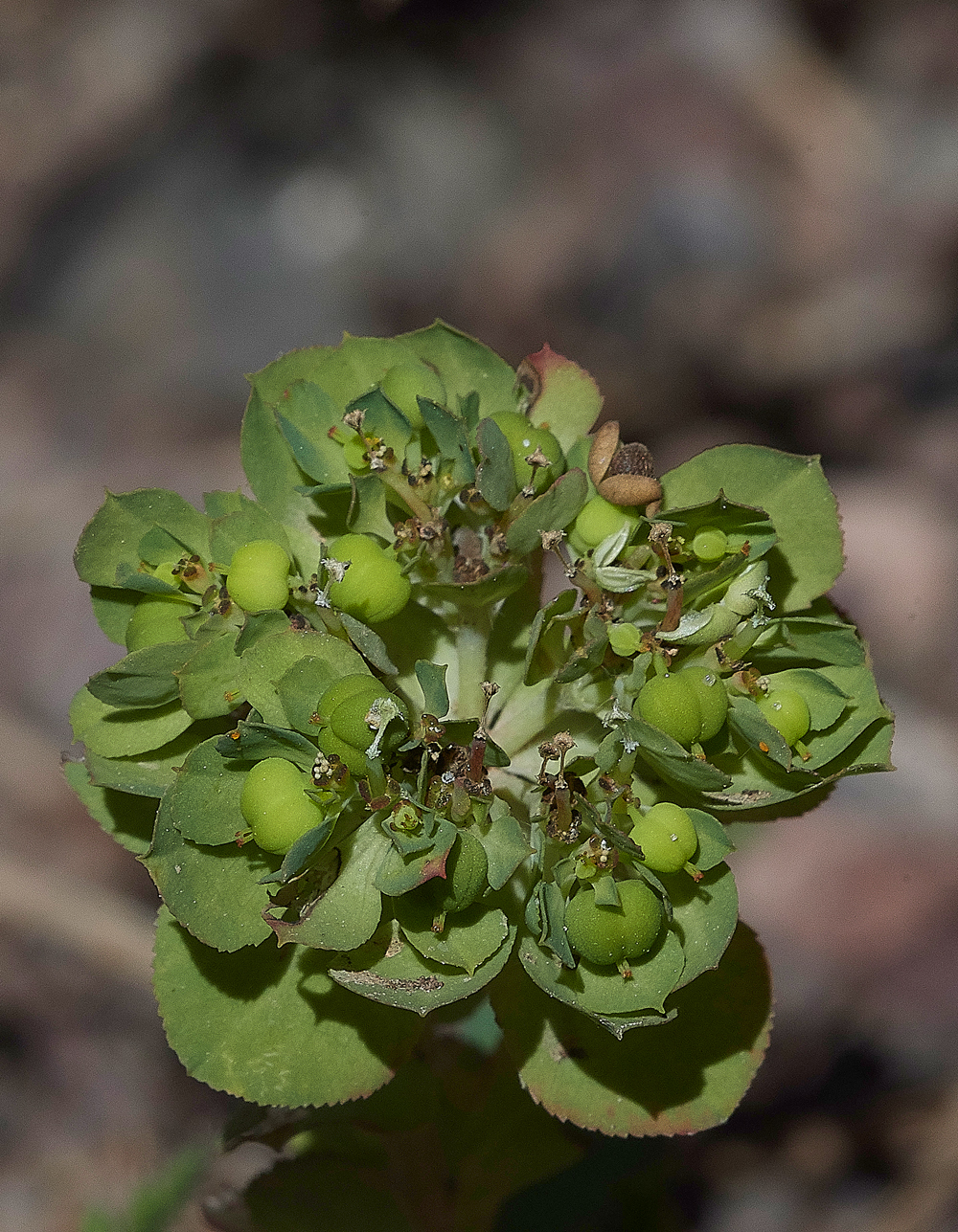 PIEuphorbiahelioscopia0418-2