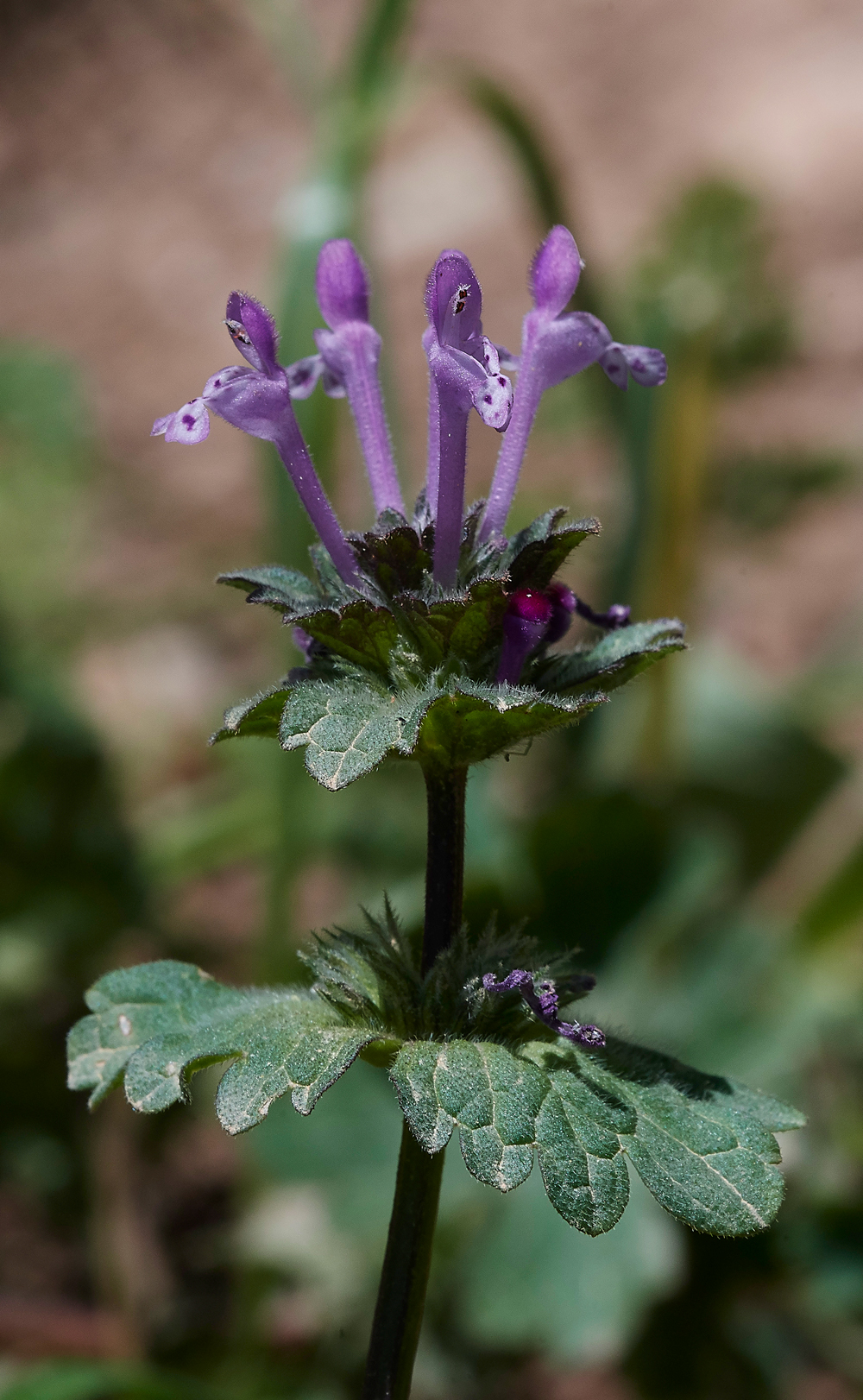 PIHenbitDeadnettle0418-1