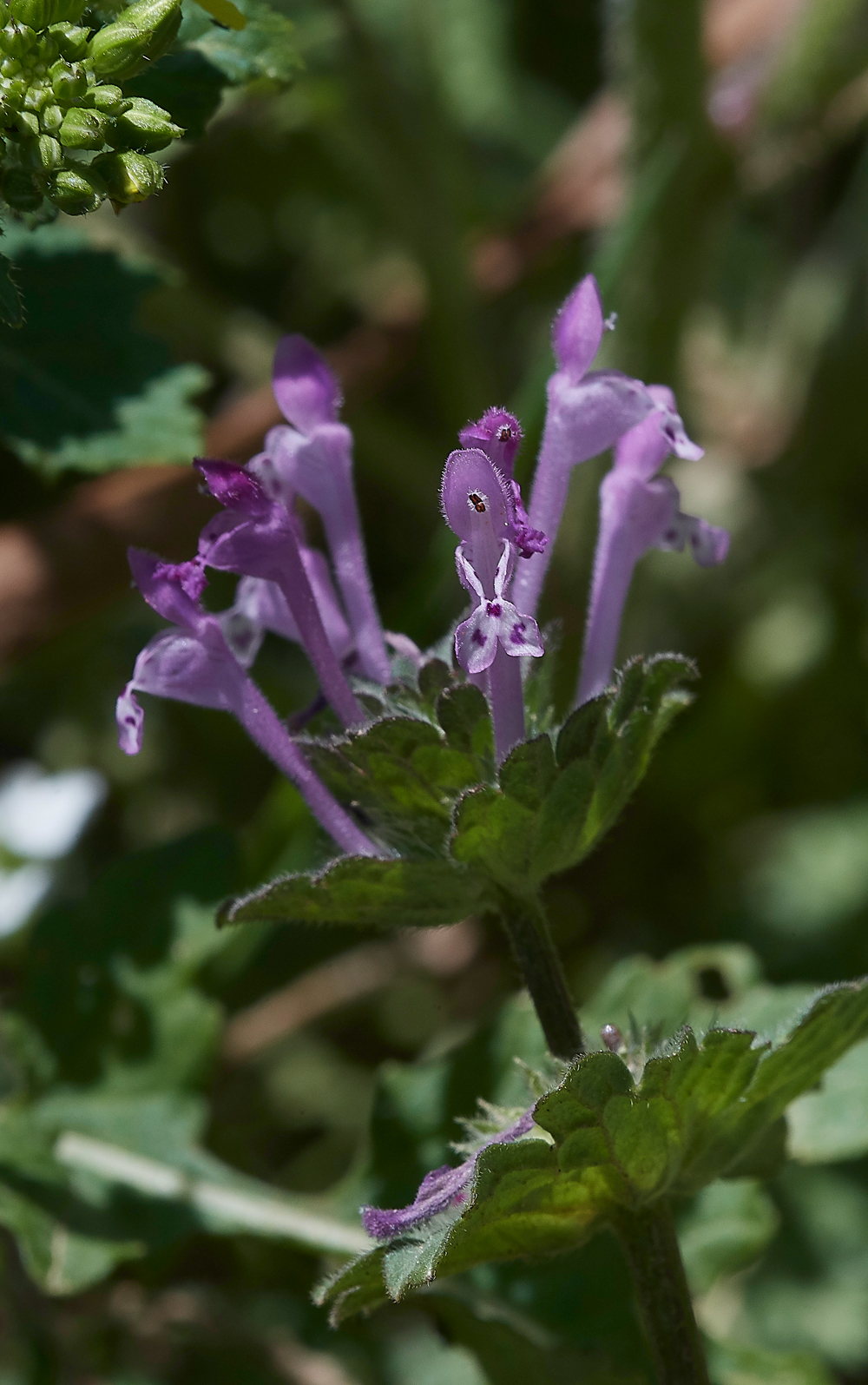 PIHenbitDeadnettle0418-2