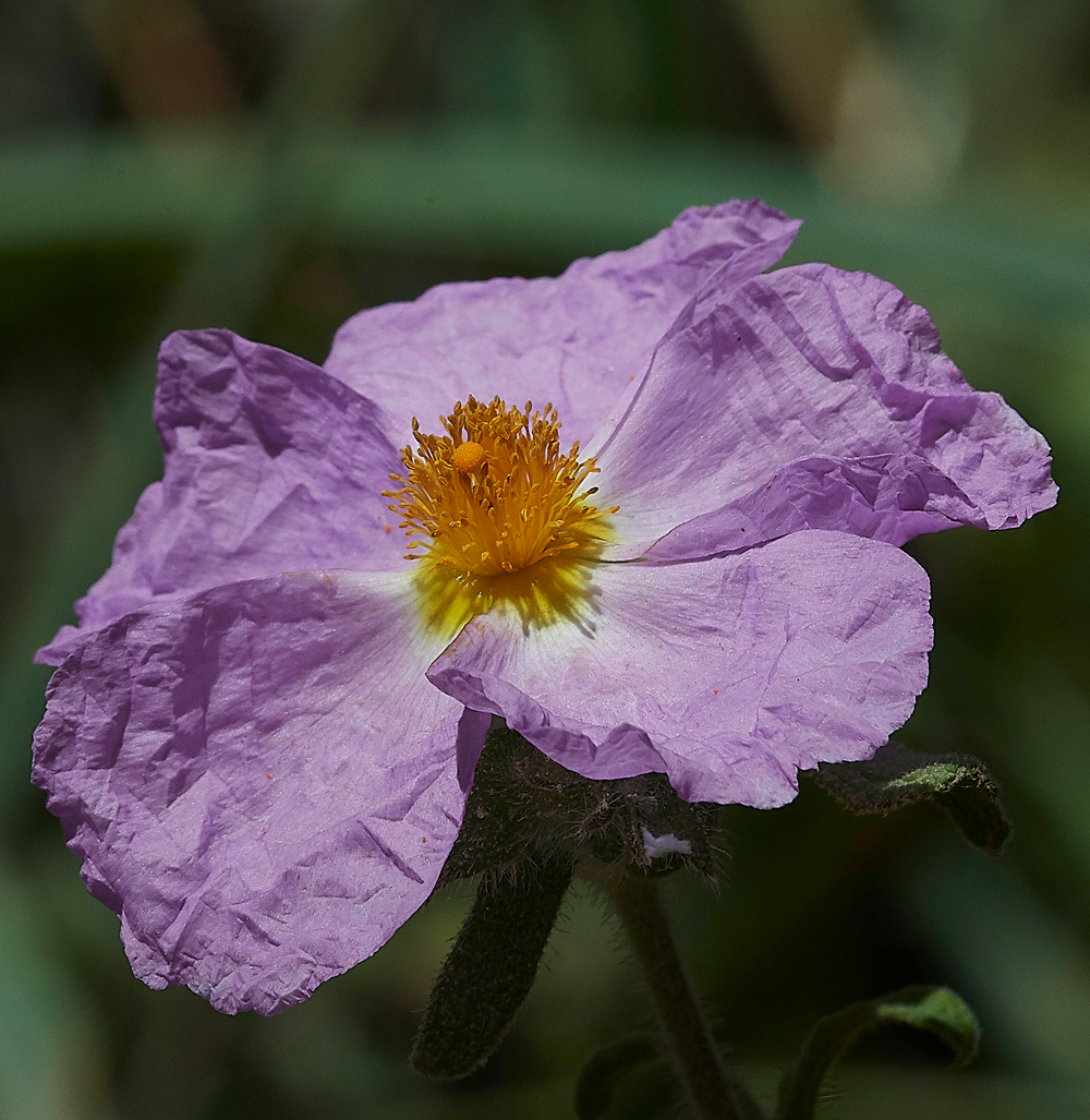 PIHoaryRockrose0418-1