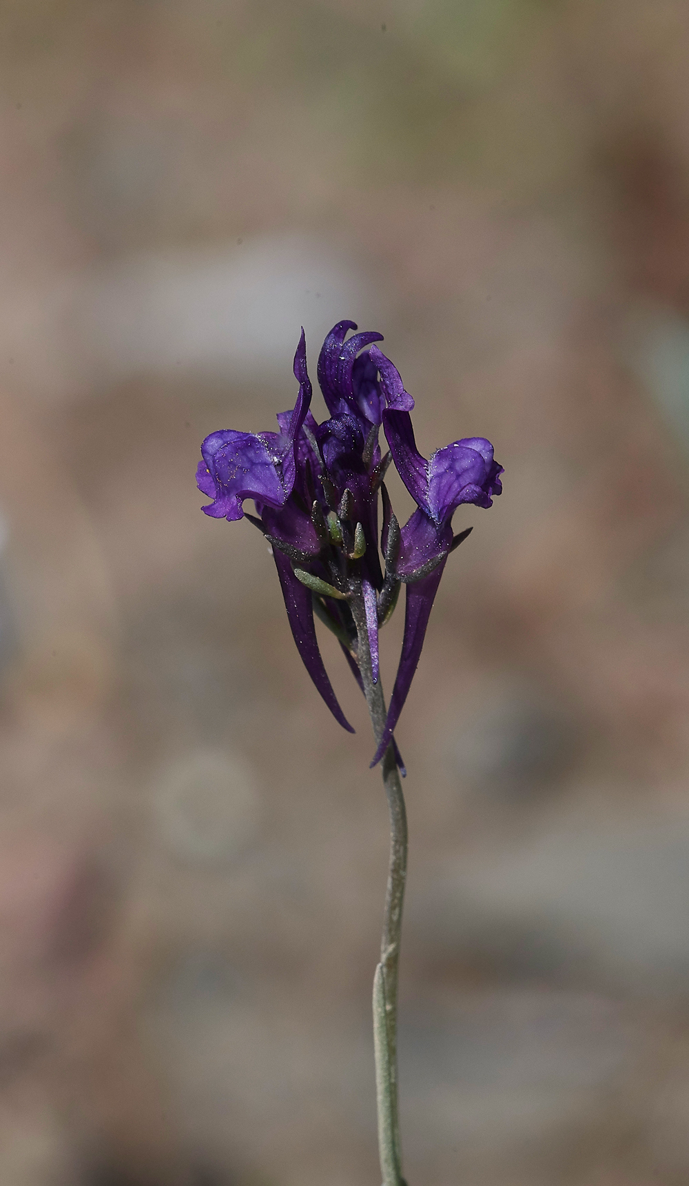 PIJerseyToadflax0418-1