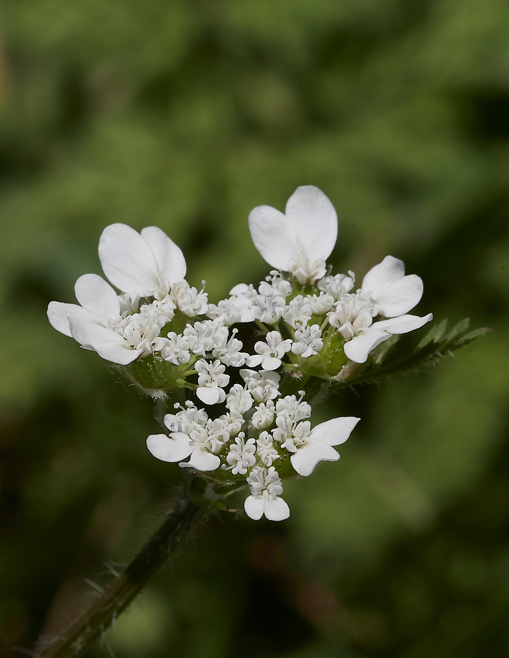 PIMediterraneanHartwort0418-1