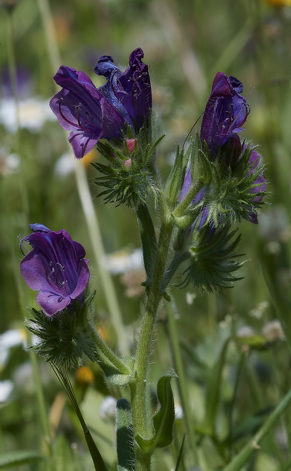 PINarrow-leavedBugloss0418-1