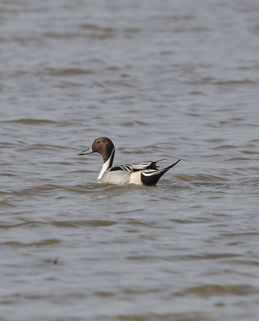 Pintail210318-1