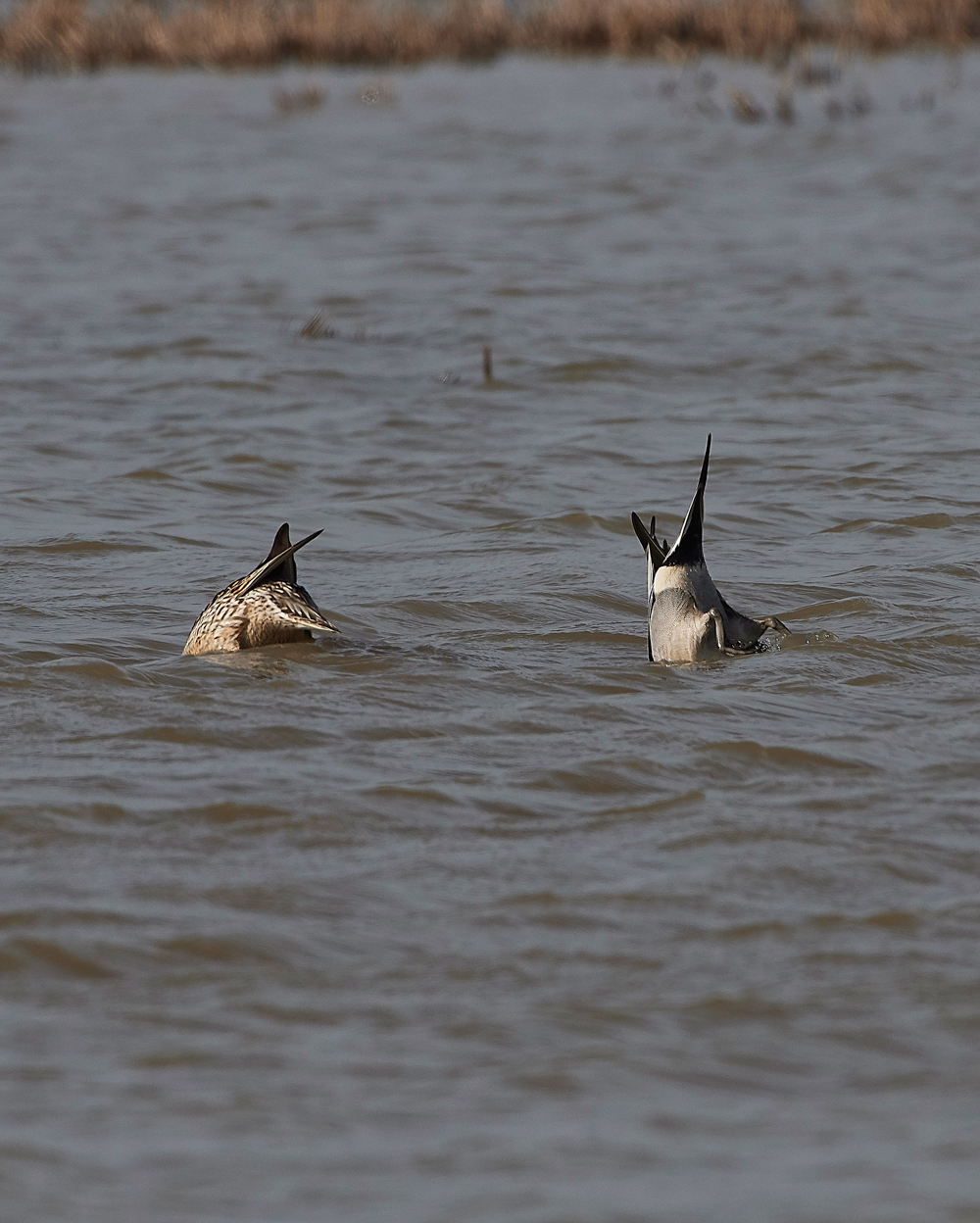 Pintail210318-2