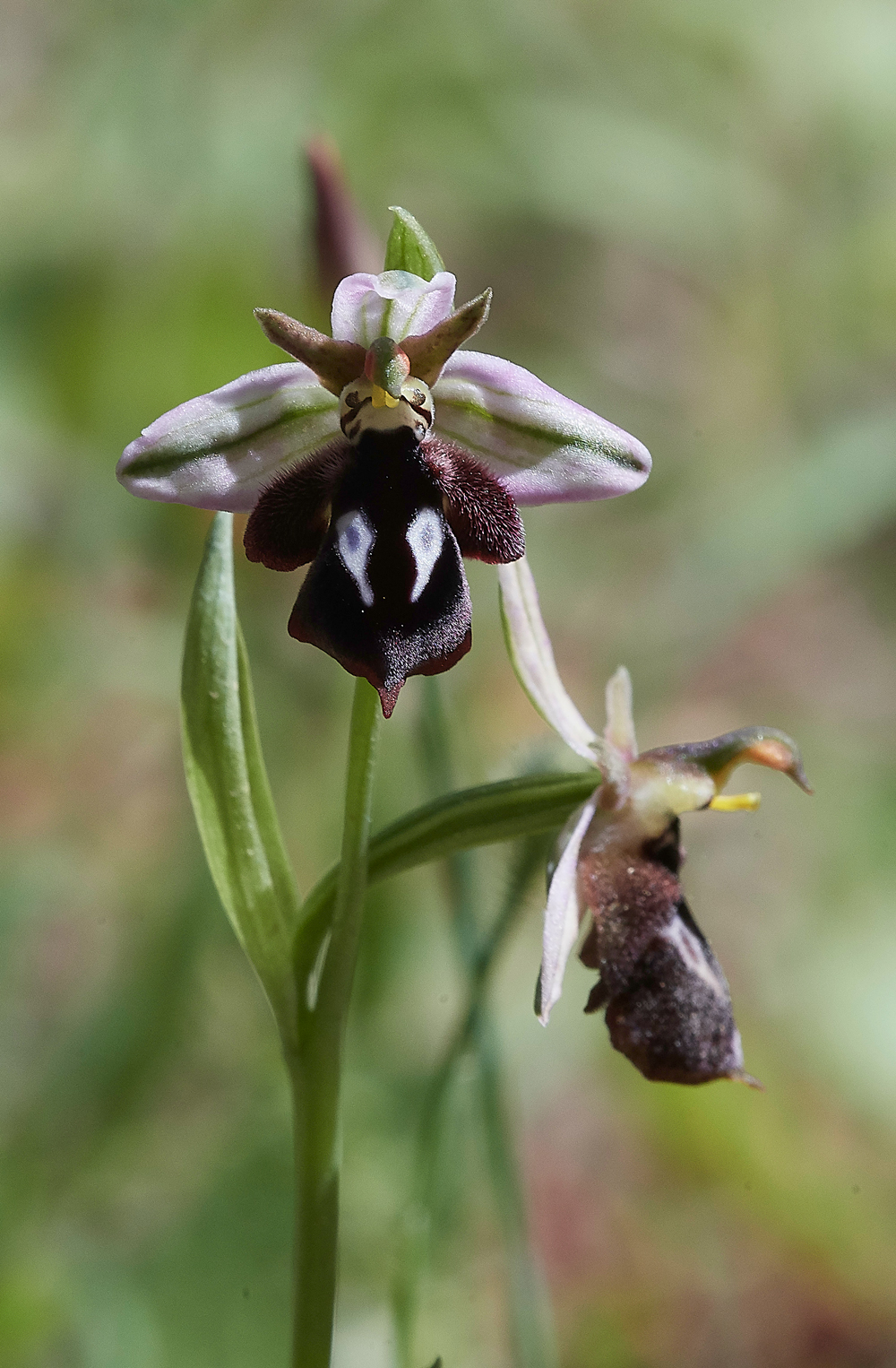 PIOphrysreinholdii0418-3