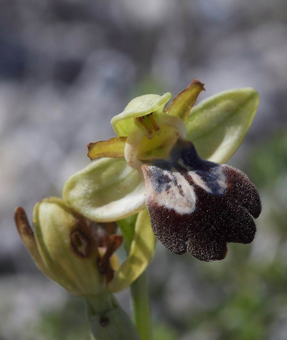 PIOphyrsiricolor0418-3