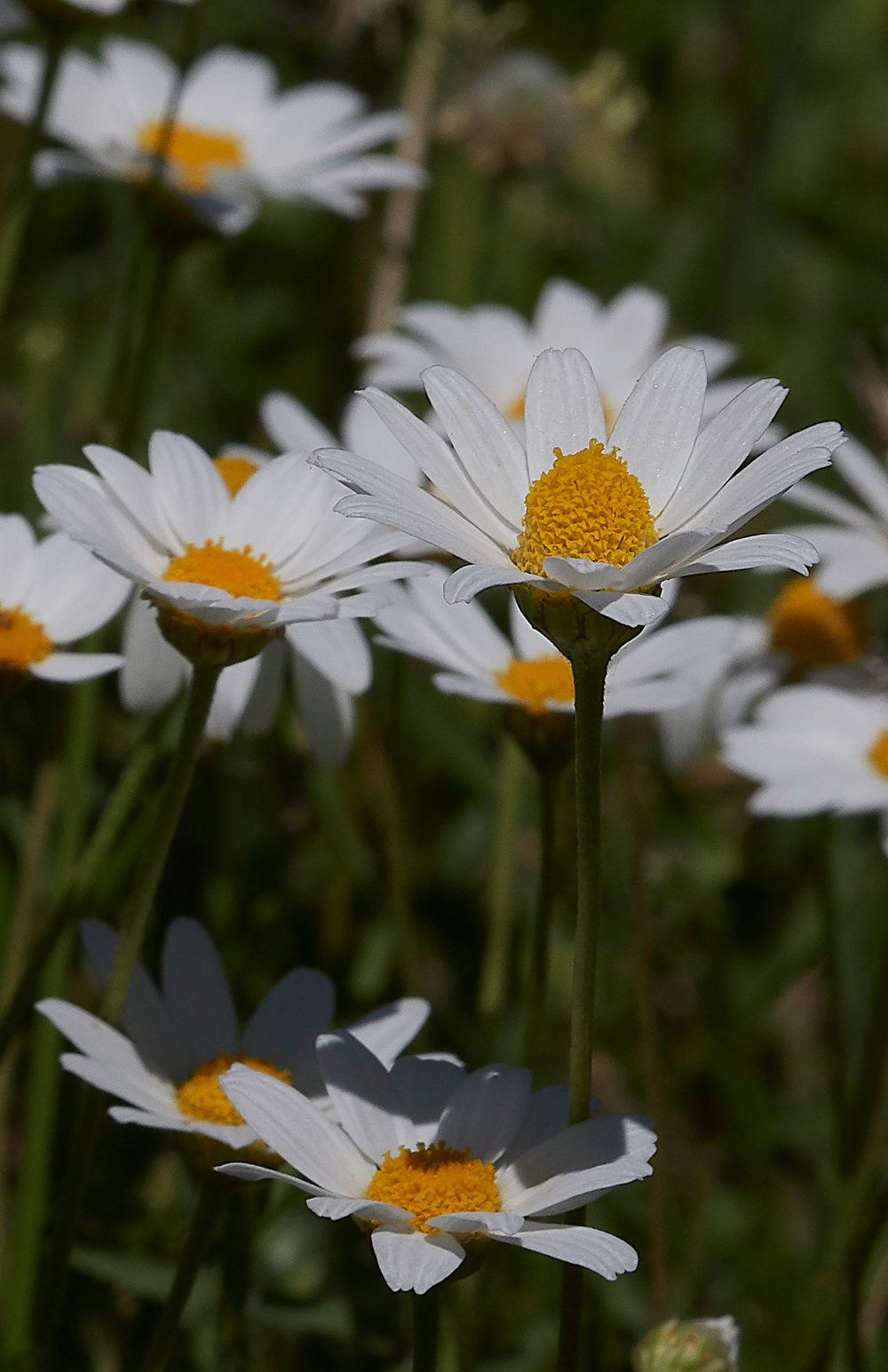 PIOx-eyeDaisy0418-1