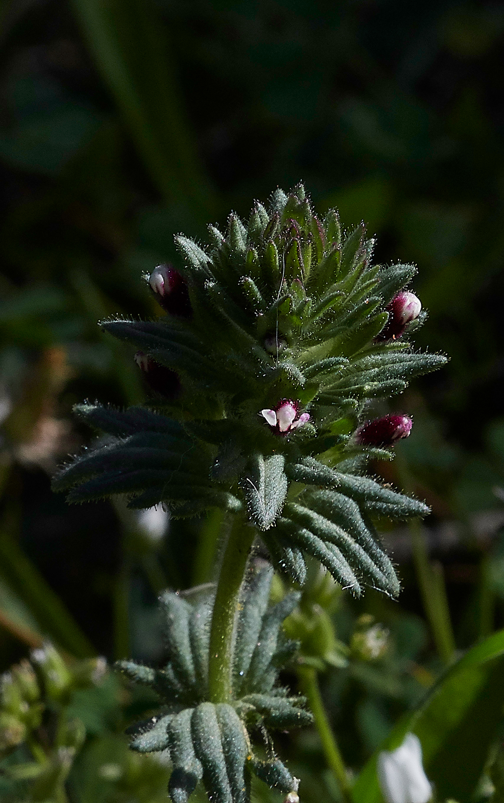 PIParentucellialatifolia0418-1