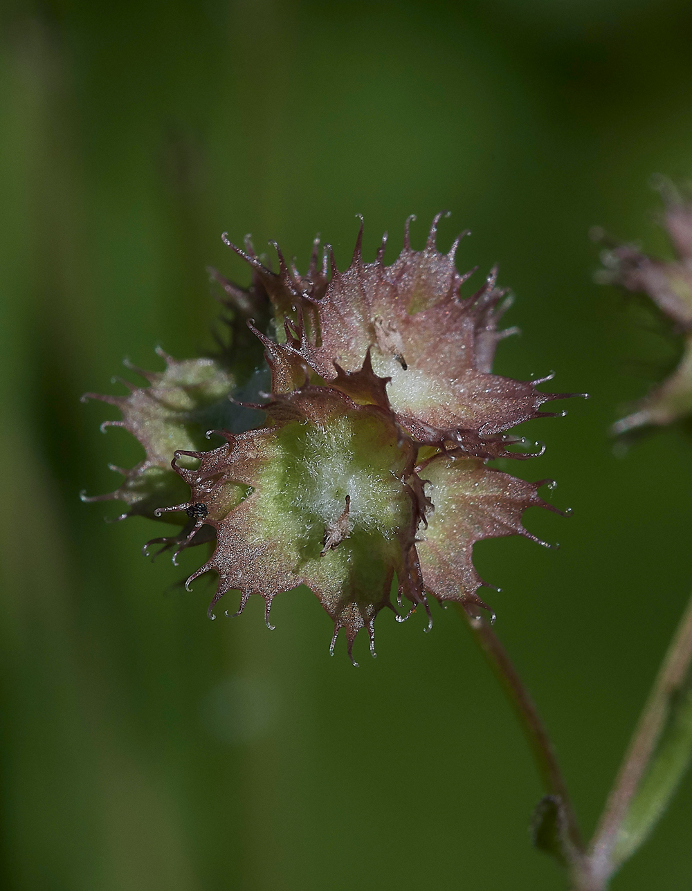 PISeedhead0418-1