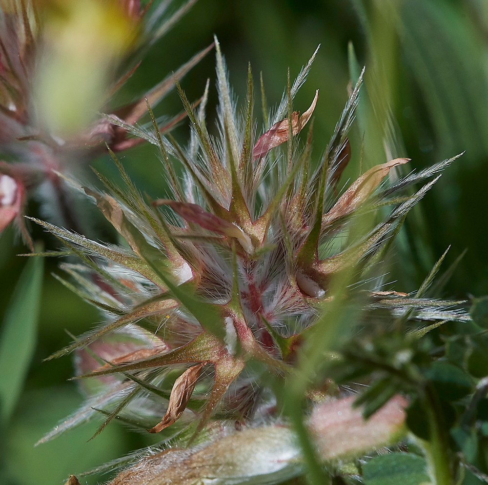 PISeedhead0418-2