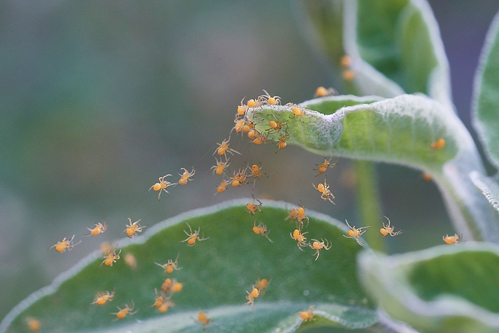 PISpiderlings0418-1