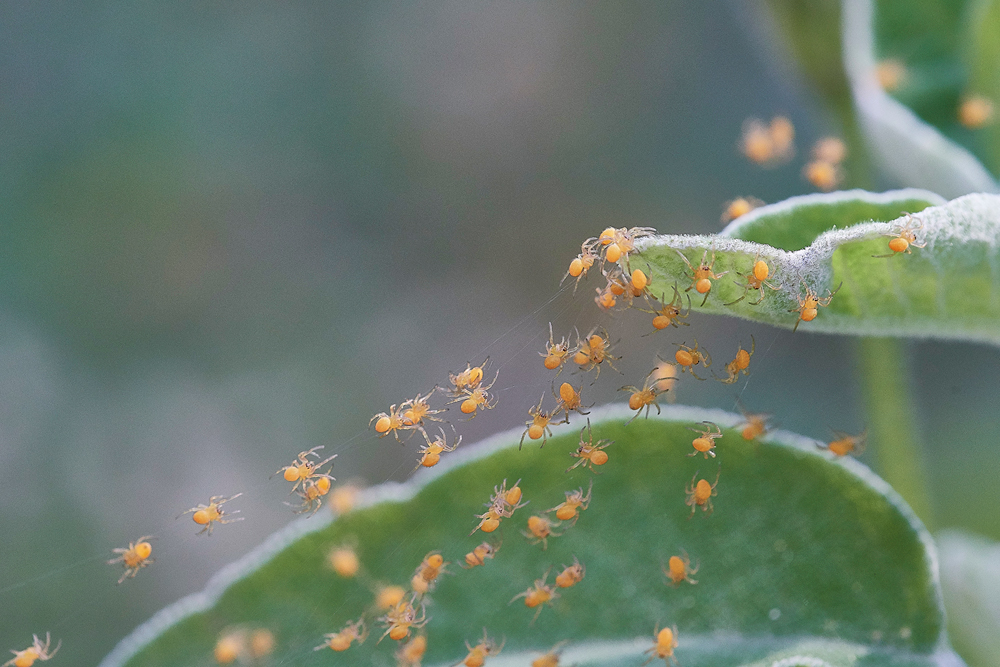 PISpiderlings0418-2