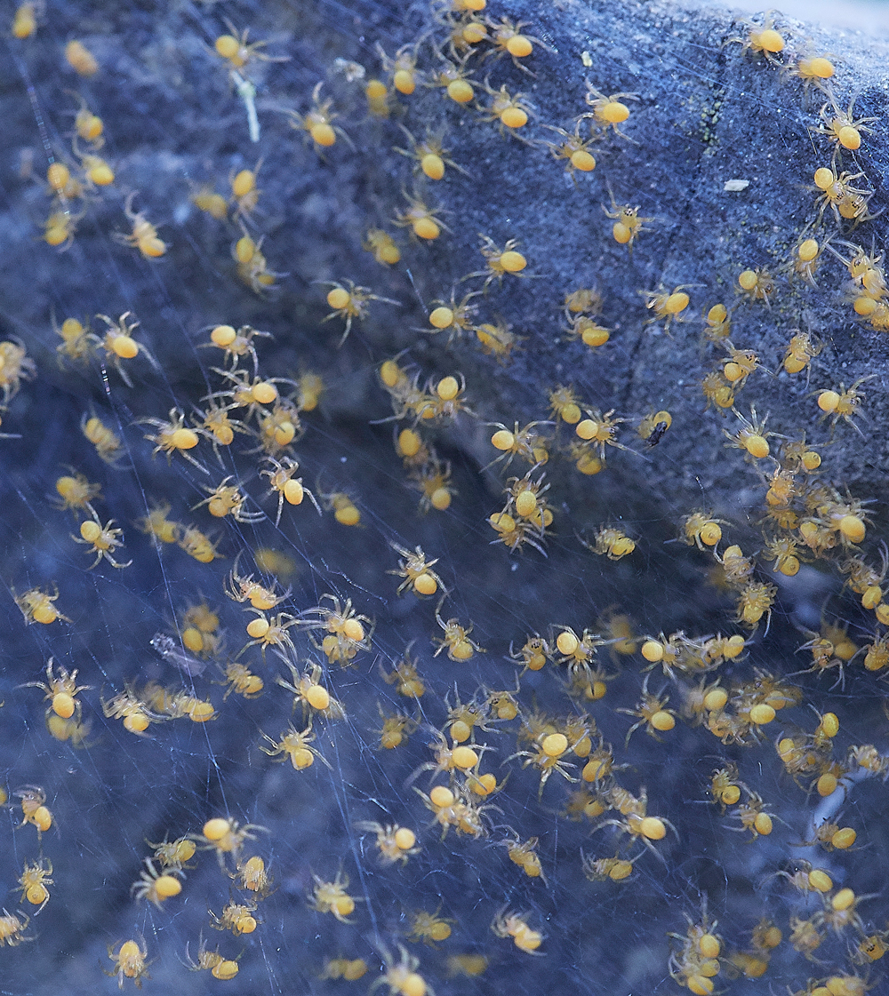 PISpiderlings0418-3