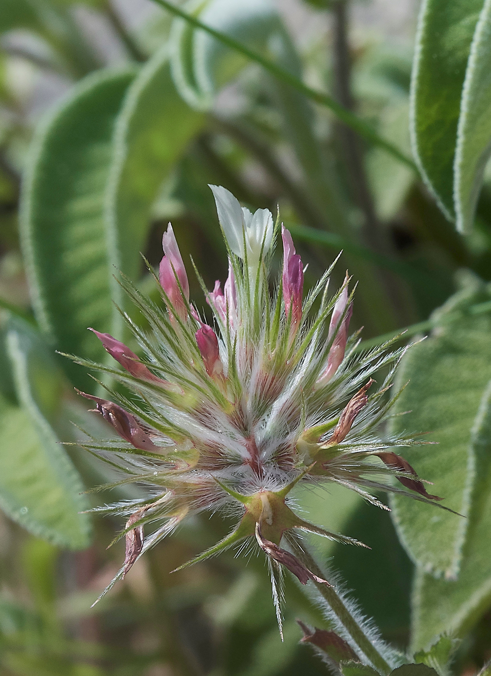 PITrifoliumstellatum0418-1