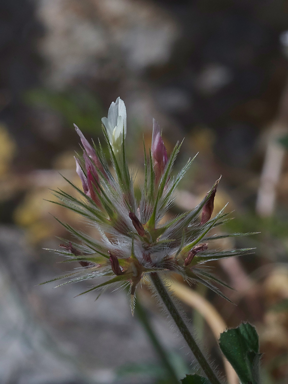 PITrifoliumstellatum0418-2