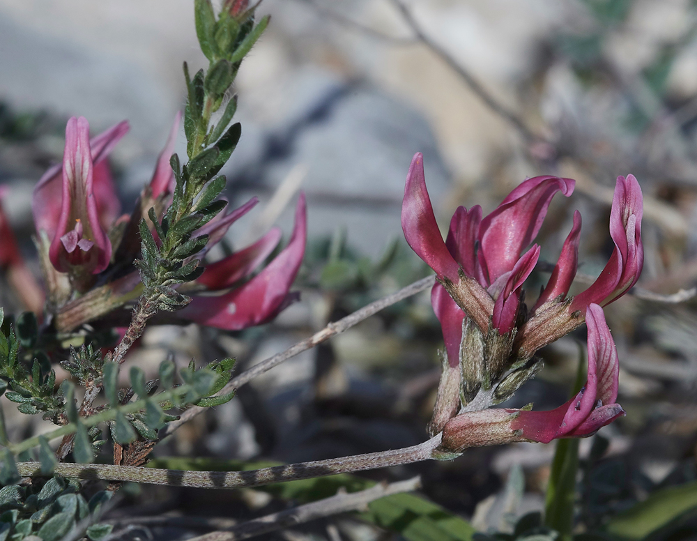 PITrifoliumuniflorum0418-1