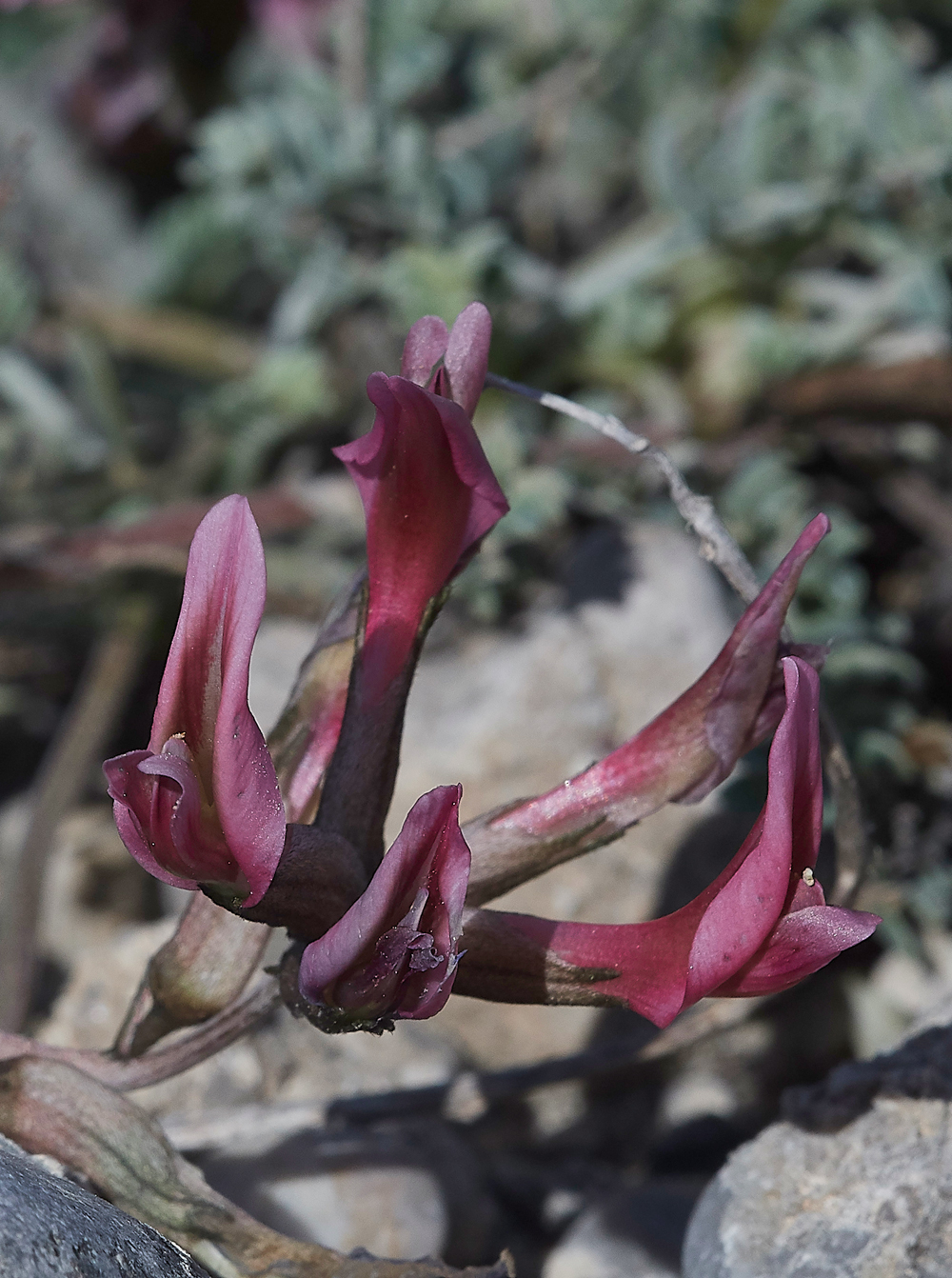 PITrifoliumuniflorum0418-2