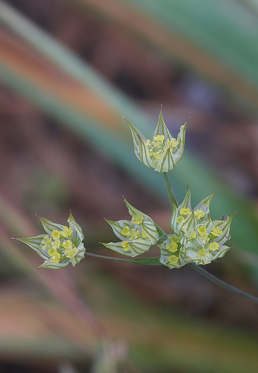 PrasonisiBupleurum0418-1