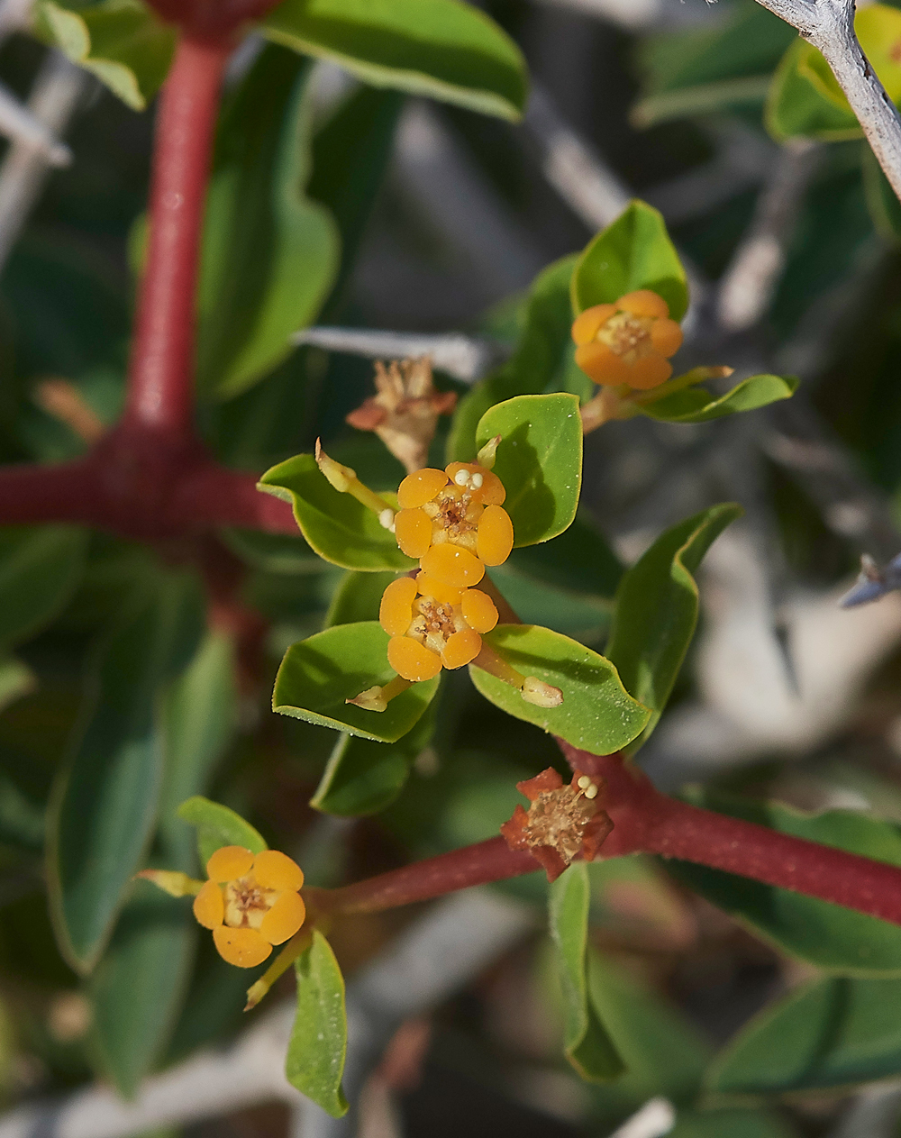 PrasonisiGreekSpinySpurge0418-1