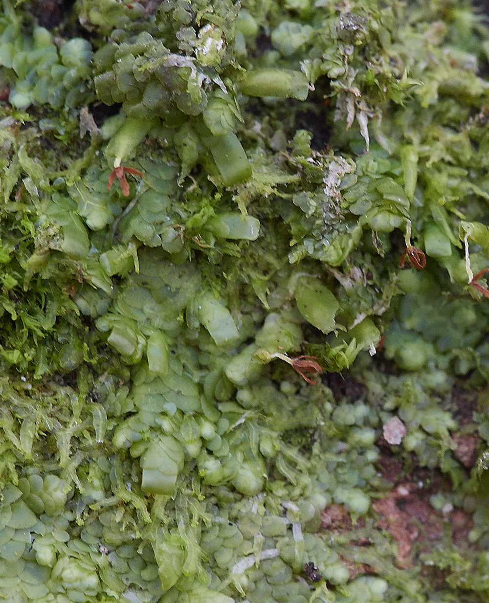 Radulacomplanata070118-2