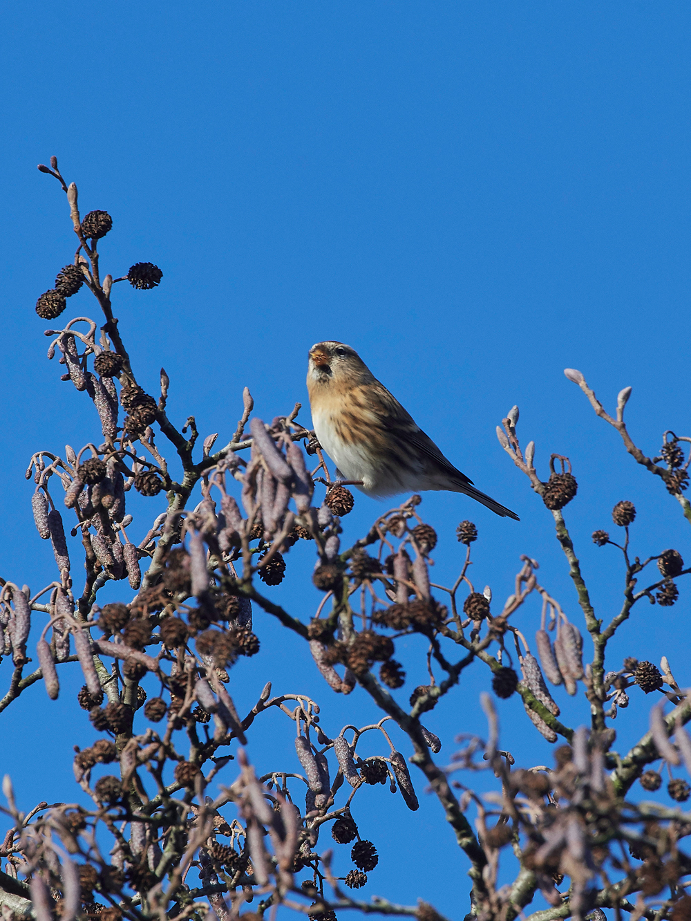 Redpoll250118-2