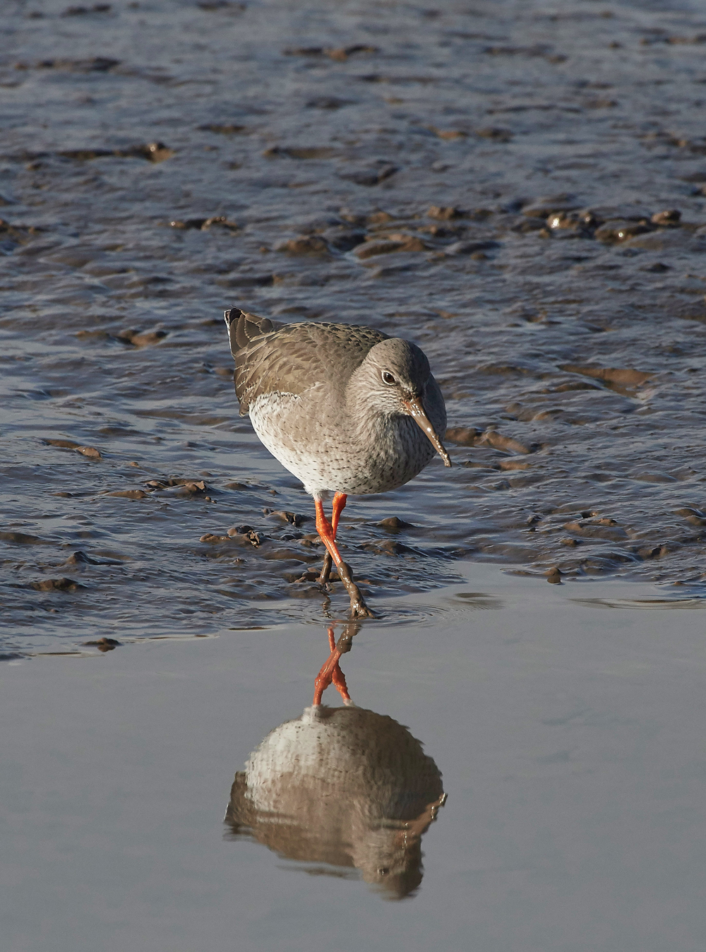 Redshank260118-1