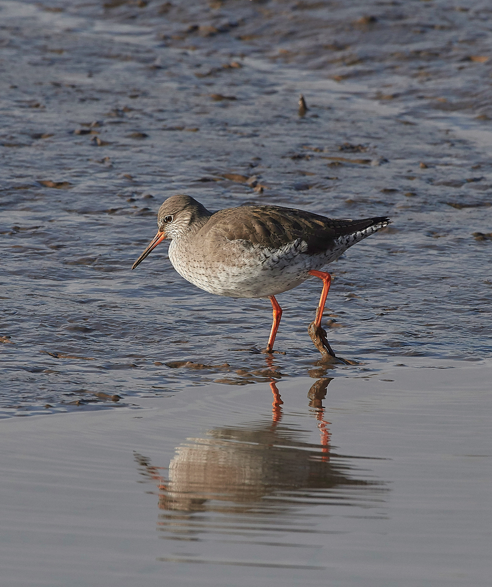 Redshank260118-4