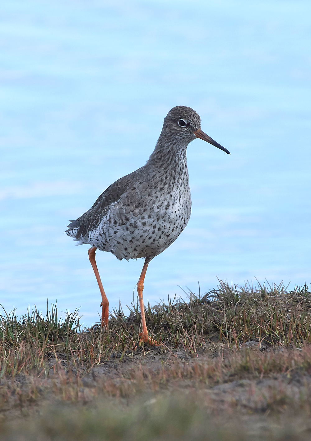 Redshank290318-1