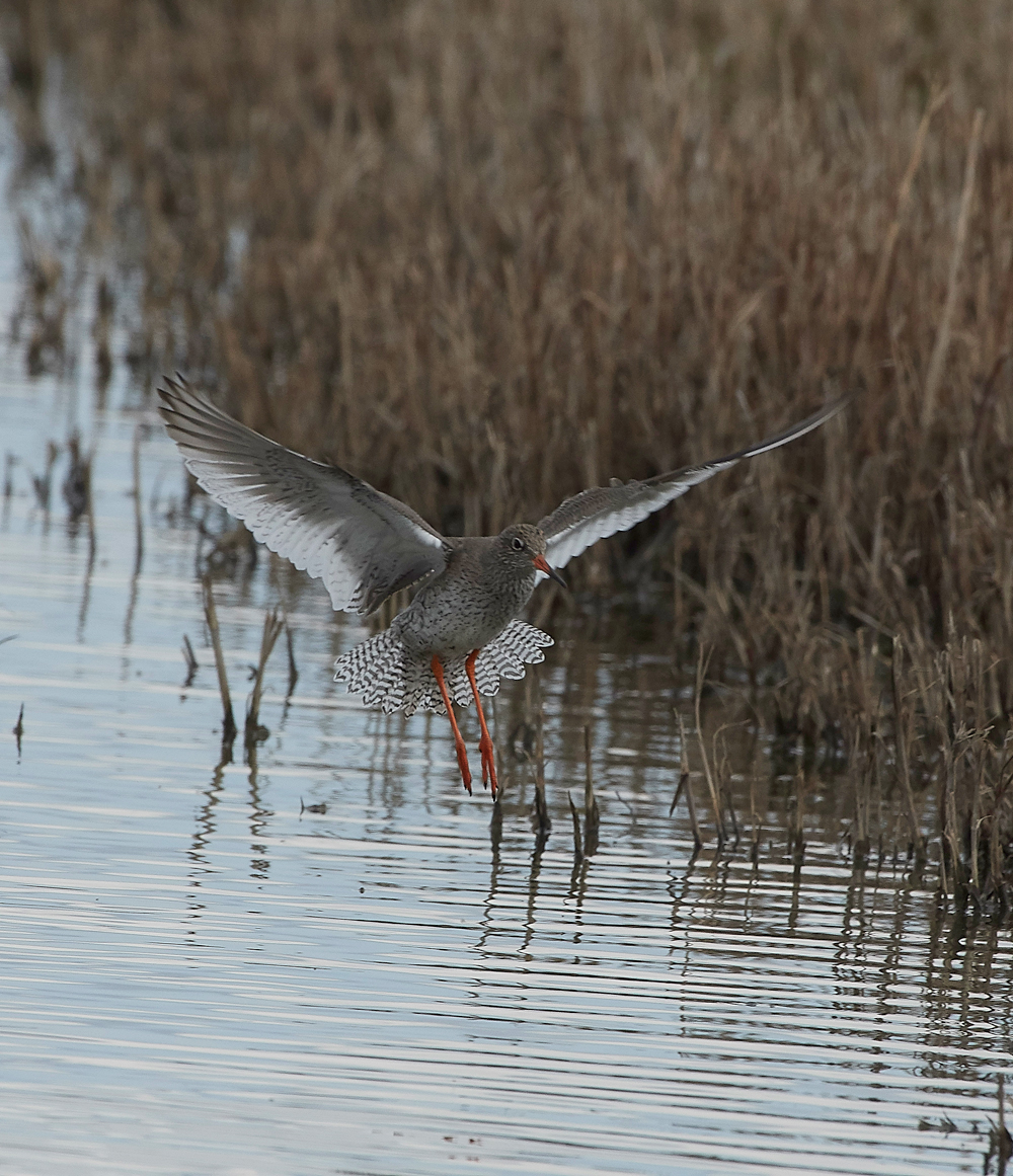 RedshanK290318-2