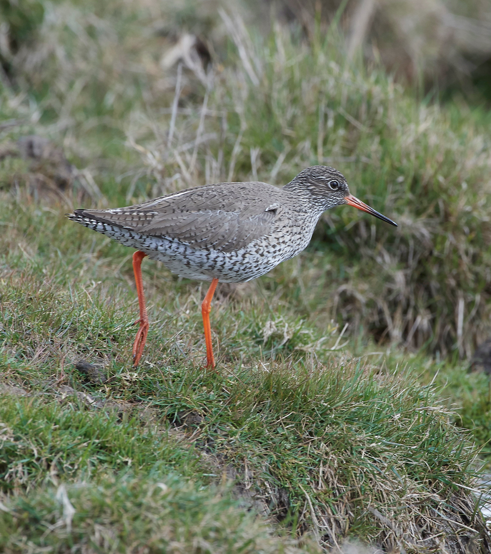 RedshanK290318-3