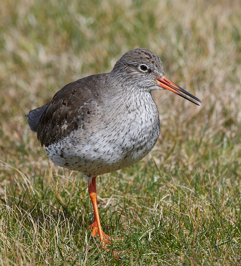 RedshanK290318-4